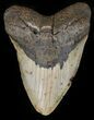 Large, Megalodon Tooth - North Carolina #42296-1